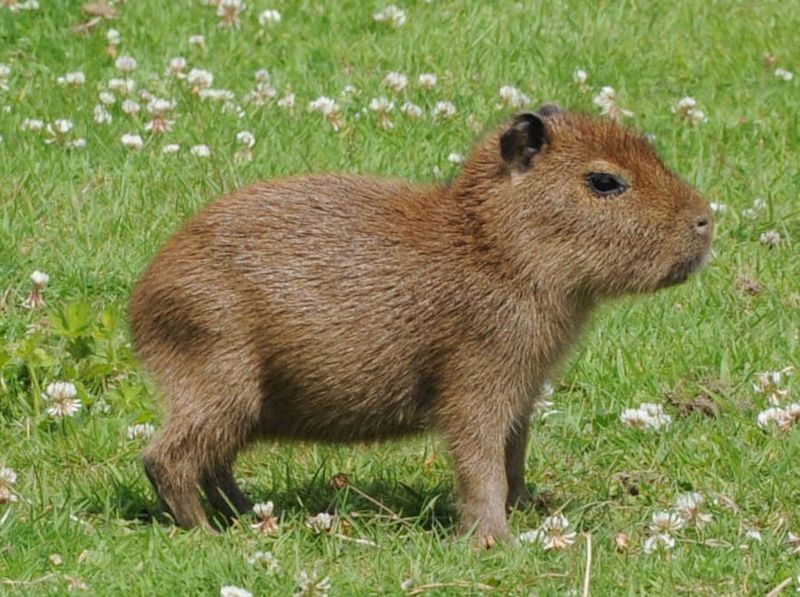 Baby capybara. They're the world's largest rodent, but they sure are ...