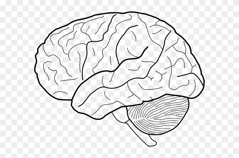 Brain Vector, Cartoon Brain, Brain Diagram, Outline Pictures, Brain ...