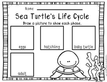 Sea Turtle's Life Cycle | Sea turtle life cycle, Turtle life cycle ...