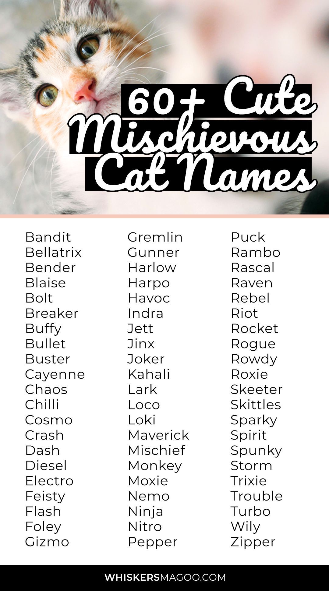 names for cats unisex - Kif Profile Photo Gallery