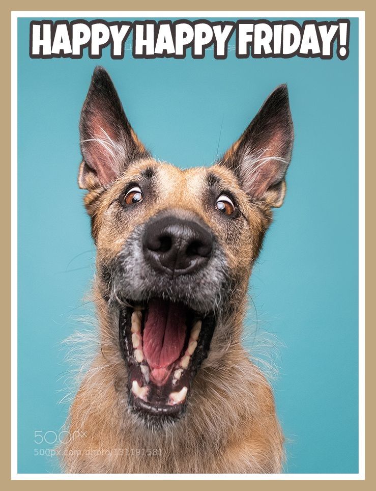 Happy Friday | Dog expressions, Funny animals, Dogs