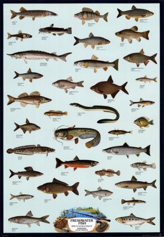 'Fish Freshwater' Posters | AllPosters.com in 2021 | Freshwater fish ...