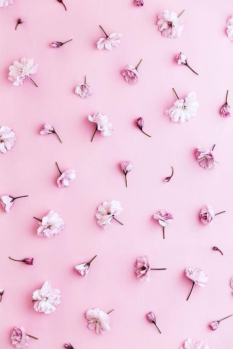 Pin by Anna G. on Hintergrundbilder | Pastel pink wallpaper, Pink flowers  wallpaper, Cherry blossom background