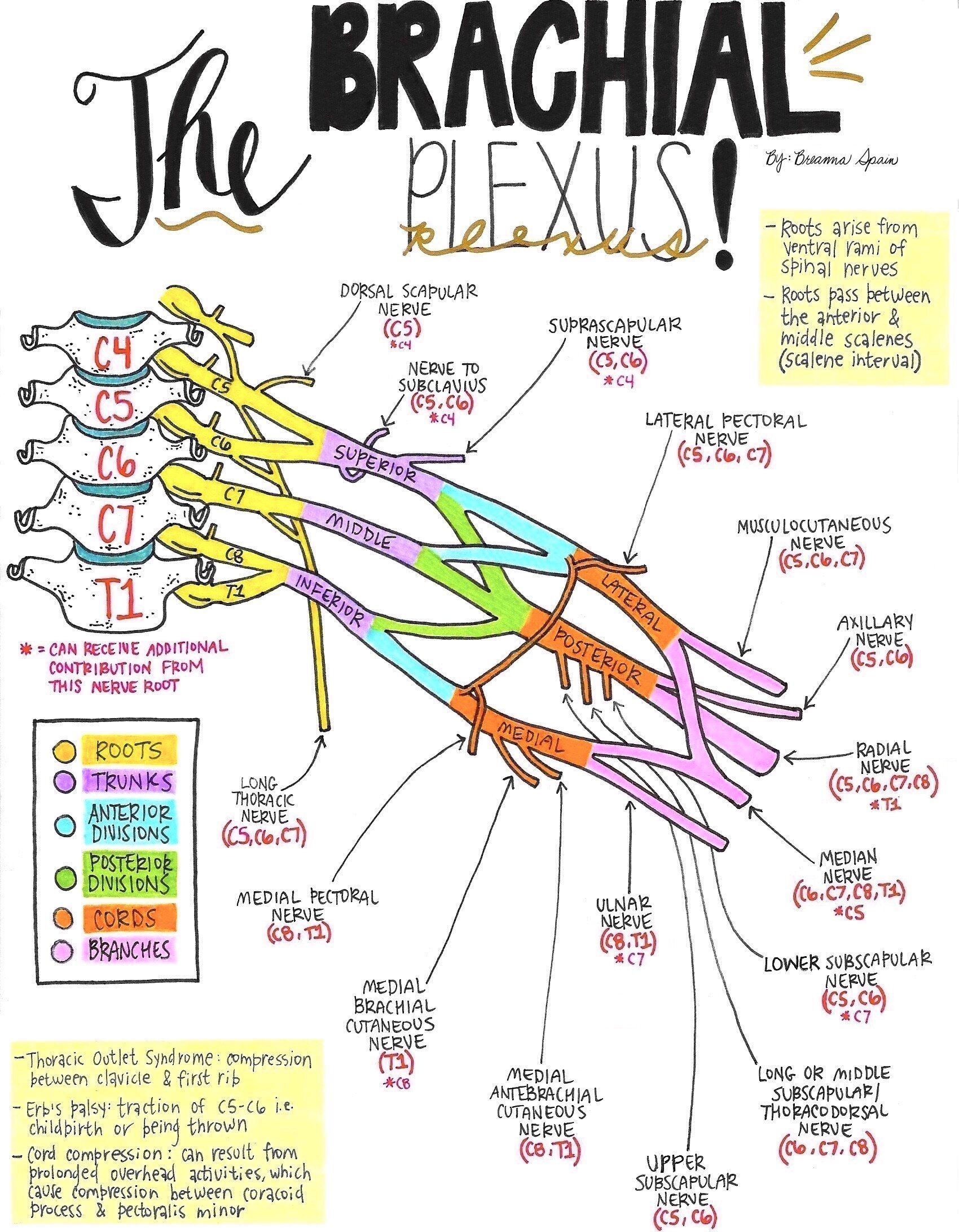 Nerve Drawings // The Brachial Plexus and its Course through the Upper ...