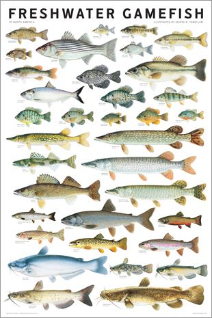 Freshwater Gamefish of North America wall poster | Scott & Nix | Fish ...