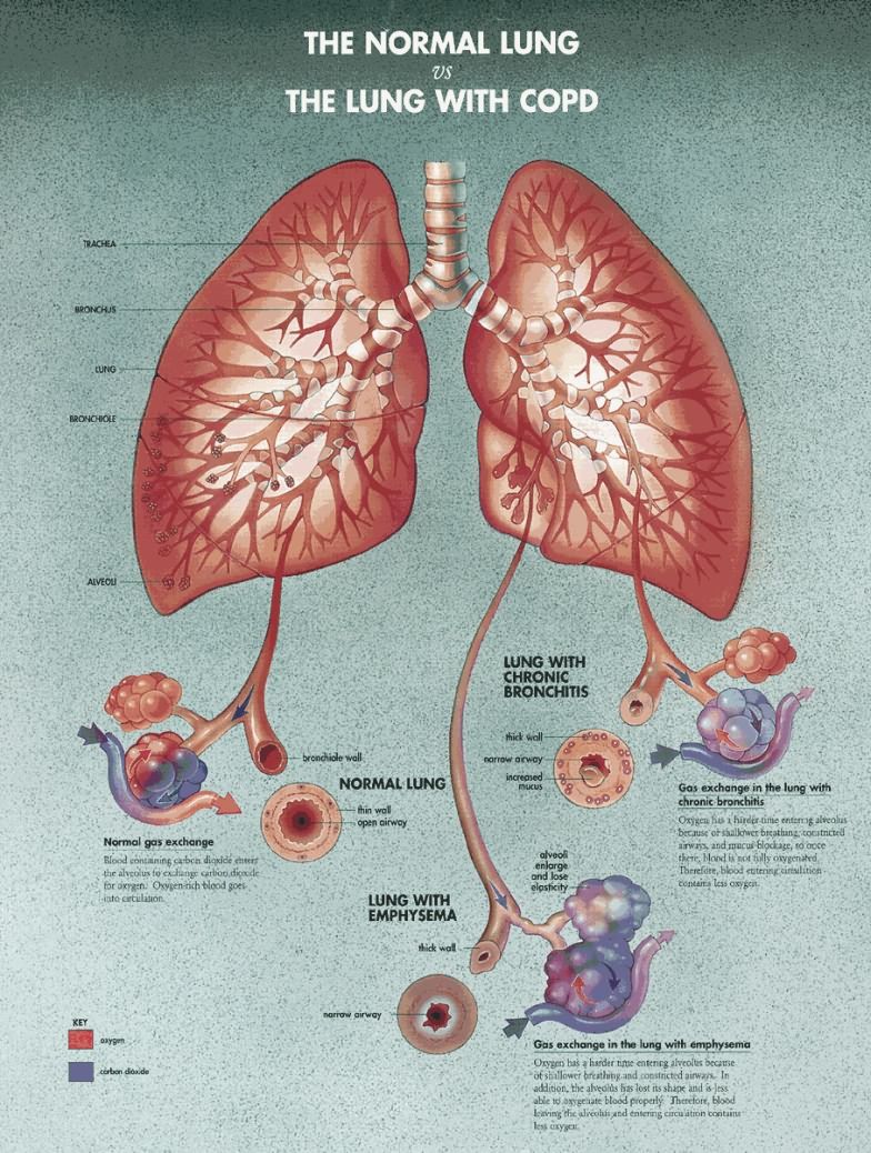 the lungs and their functions are shown in this diagram