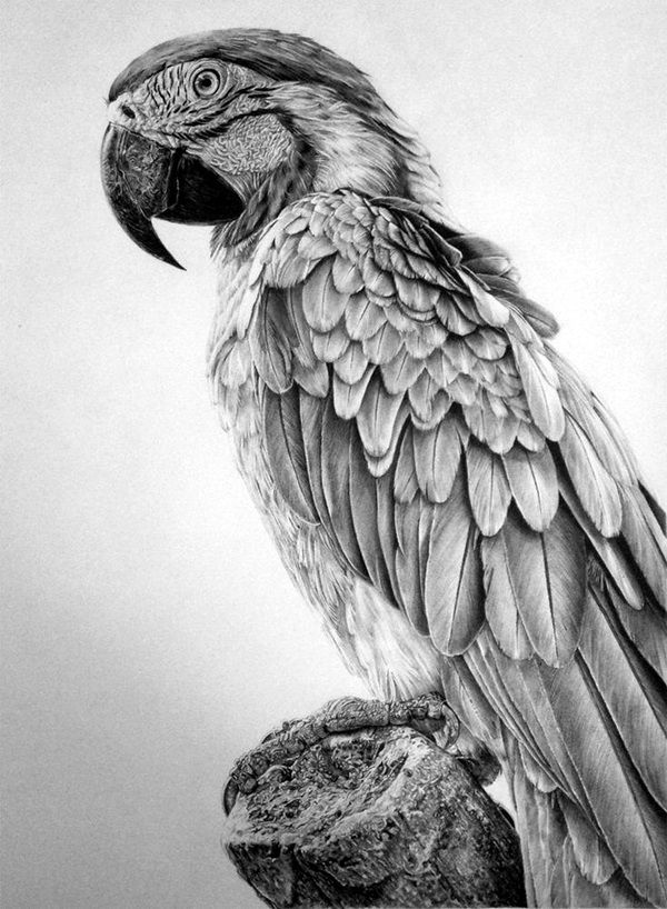 40 Realistic Animal Pencil Drawings Pencil Drawings Pencil