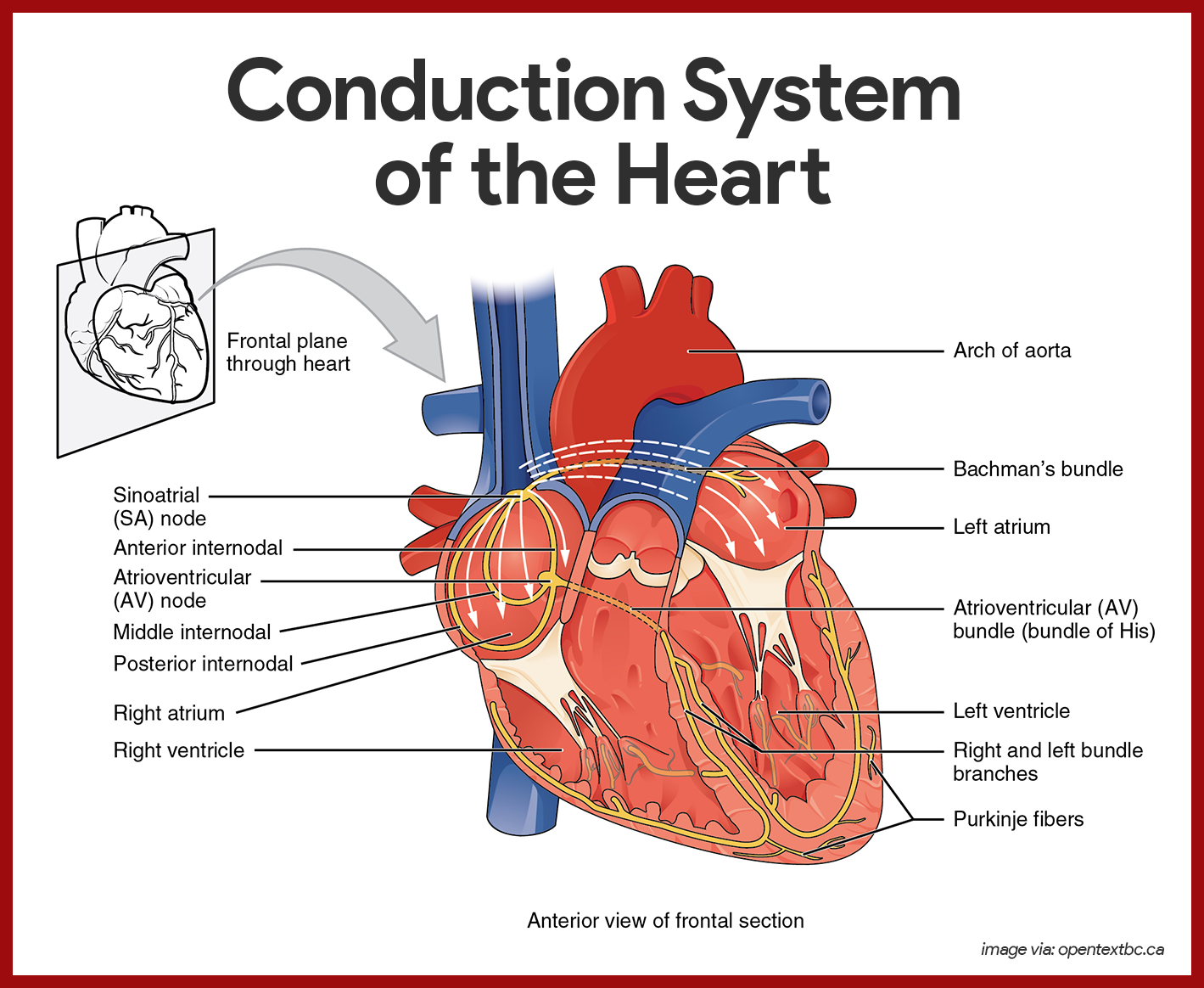 Posterior Heart Diagram Labeled