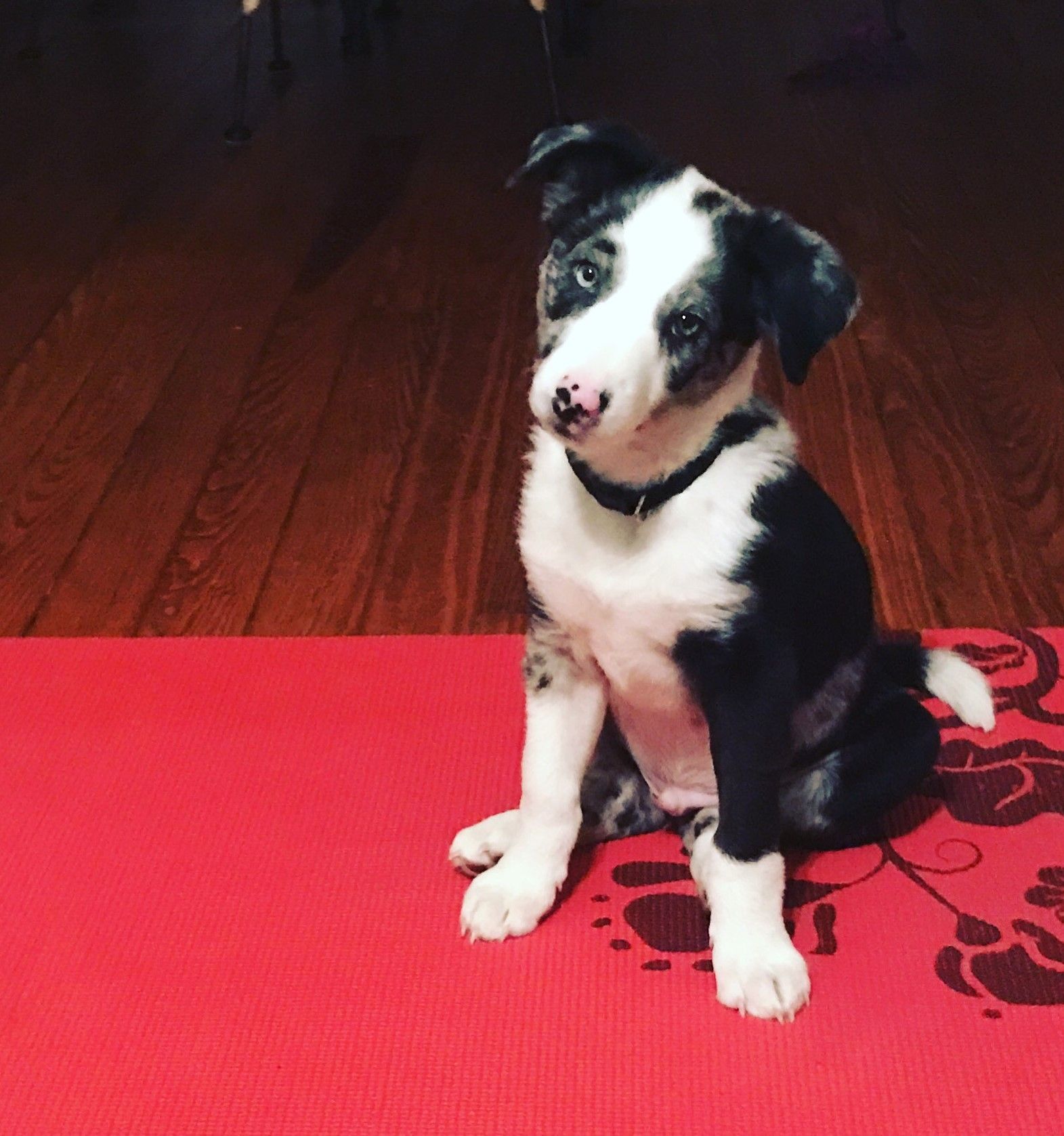 Red Boy, a bernedoodle puppy