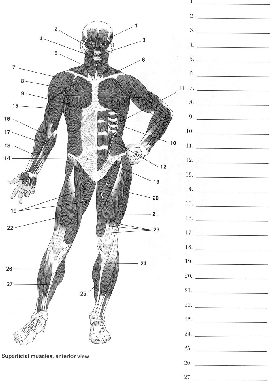 Human Muscle Labeling Worksheet