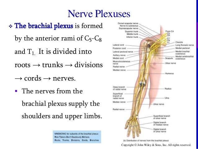 Copyright © John Wiley & Sons, Inc. All rights reserved. Nerve Plexuses ...