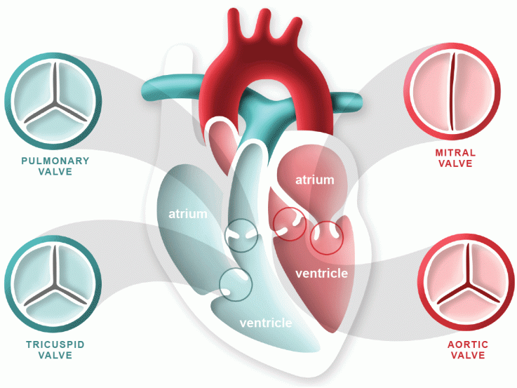 Heart Catheterization, Cardiac Catheterization, Heart Valves Anatomy ...