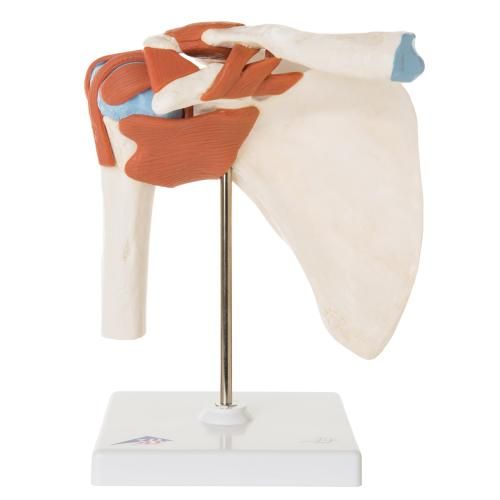 This life size deluxe functional shoulder joint model with ligaments ...