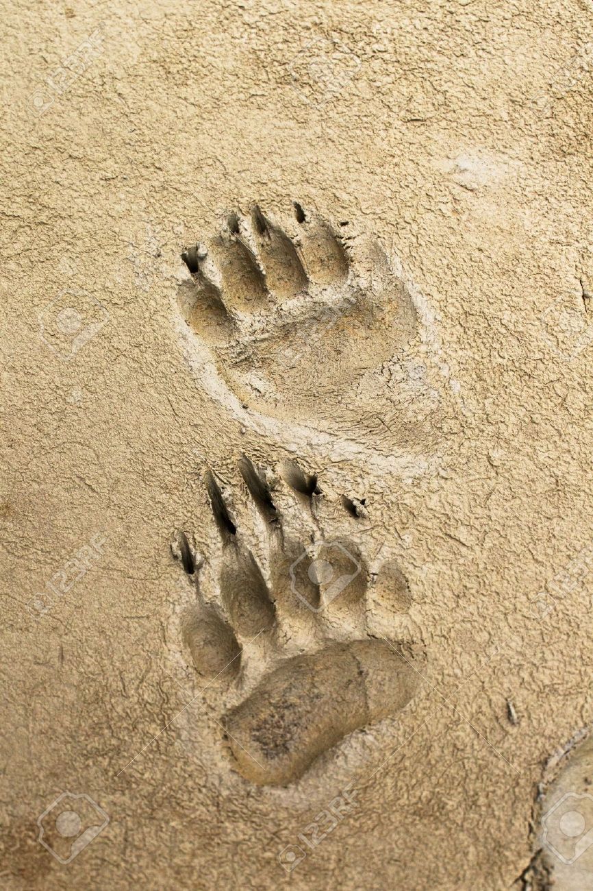 Real Bear Paw Print