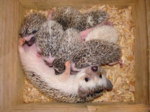 Mama Hog And Hoglettes So Cute Cute Animals Animals Beautiful Baby Hedgehog