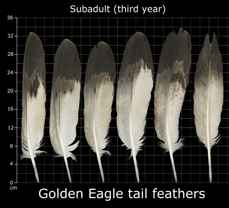 Golden Eagle Aquila Chrysaetos Feather Tat Feather