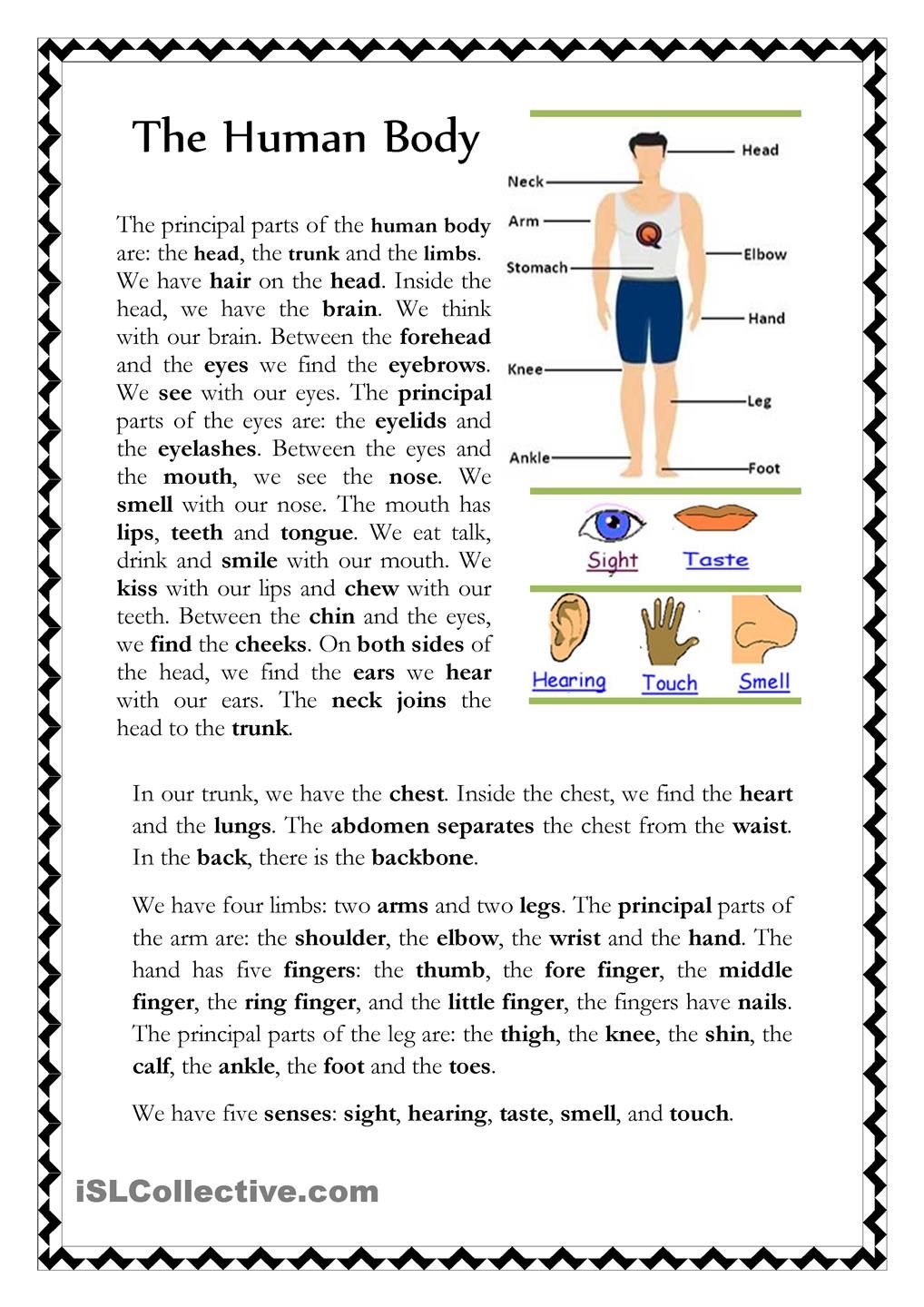 Human Body Worksheet Pdf