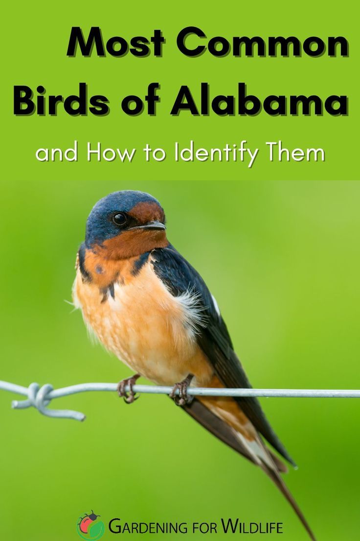 Most Common Birds of Alabama and How to Identify Them | Common birds ...