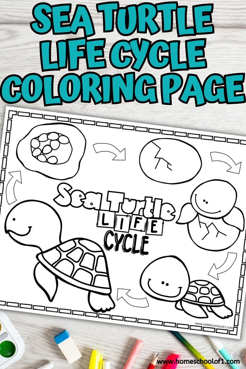 Sea turtle life cycle printable – Artofit