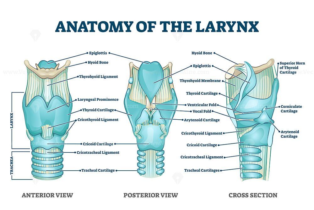 Larynx anatomy with labeled structure scheme and educational medical ...