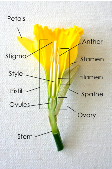 Daffodil dissection parts of a flower lesson – Artofit