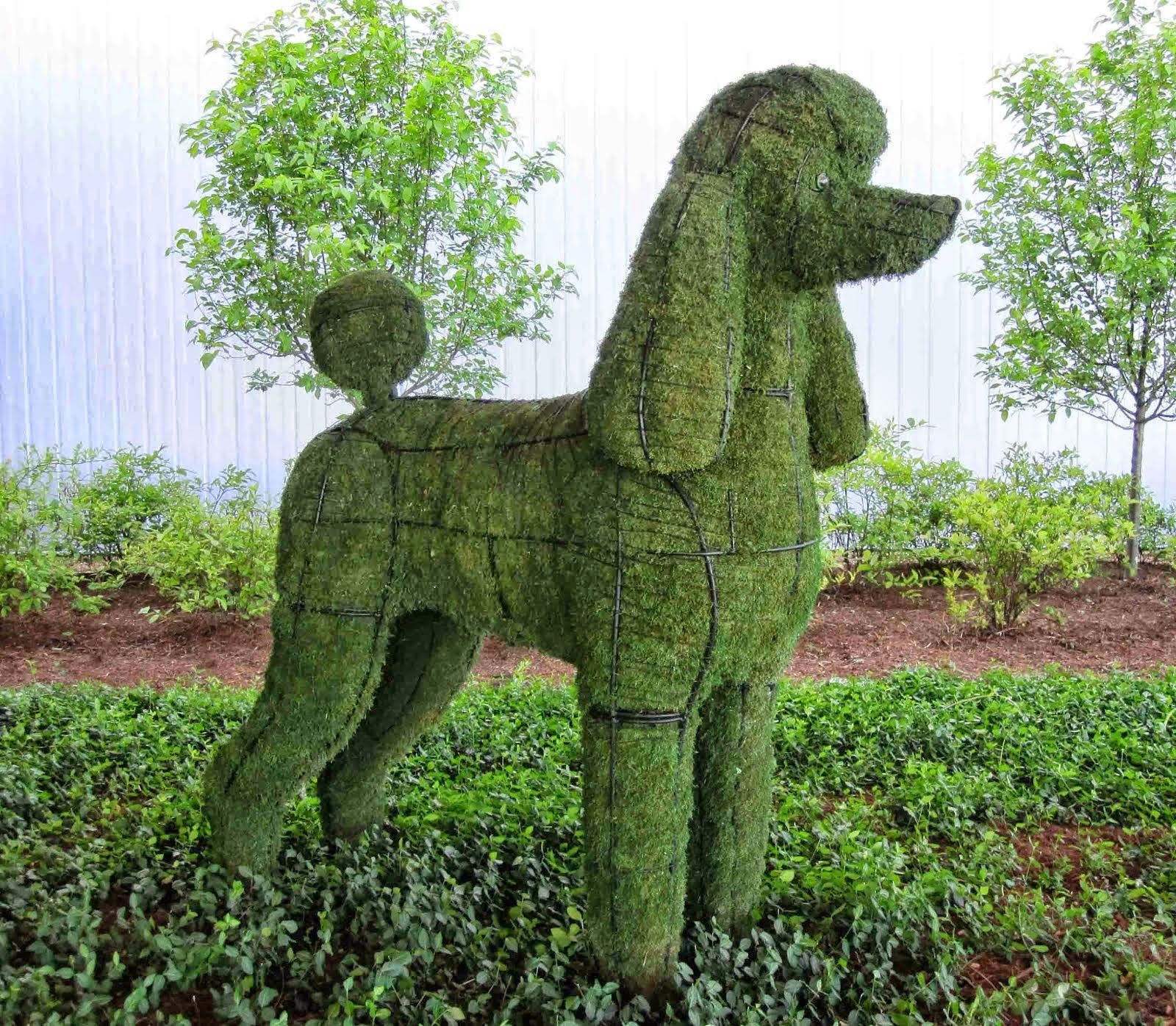 Related image | Poodle drawing, Topiary, Poodle