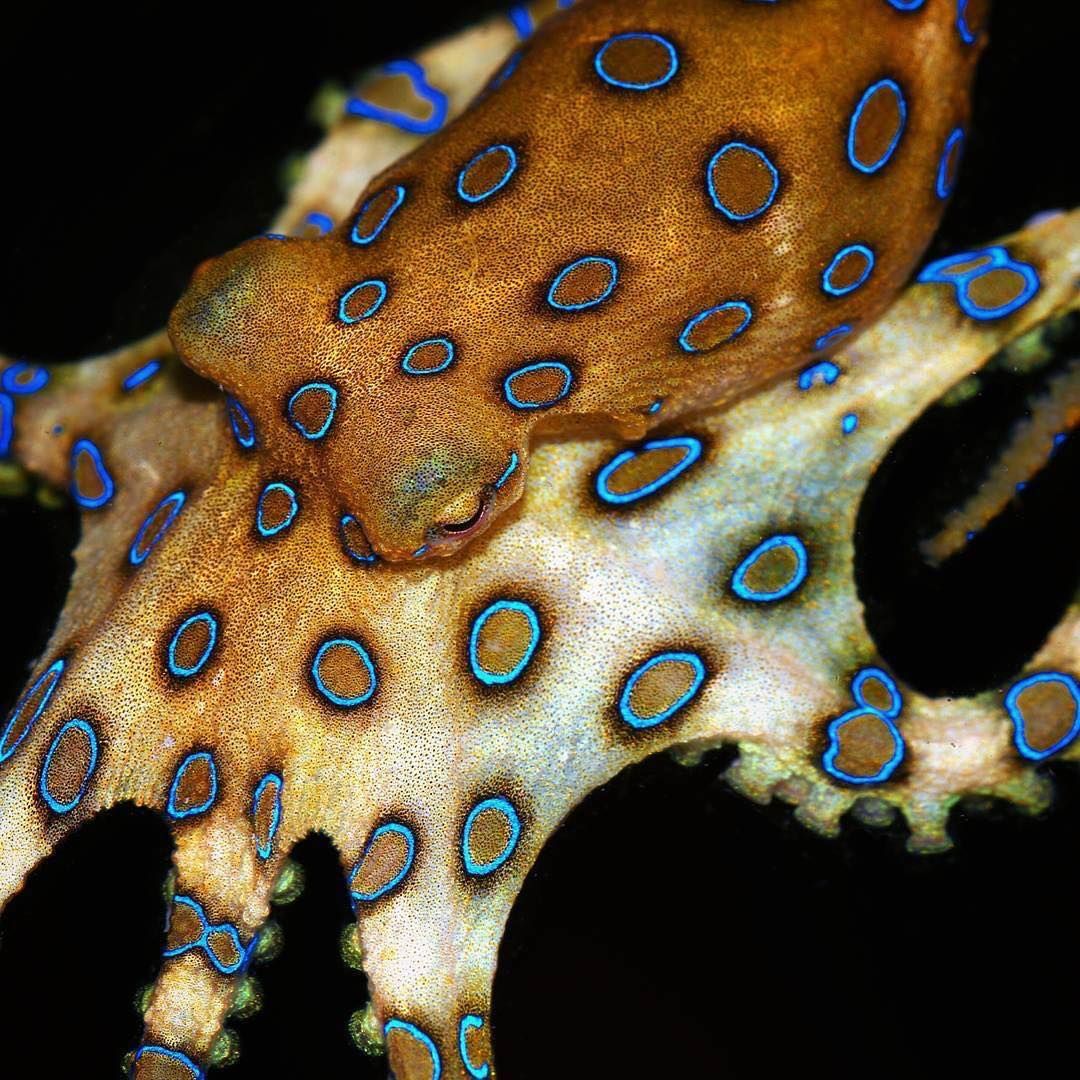 The Greater Blue Ringed Octopus Video by- @snorkeldownunder” | Octopus ...