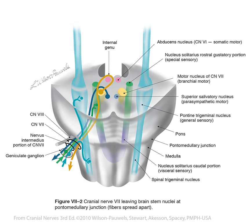 Simplified Schematic Of The Brainstem Innervation By - vrogue.co