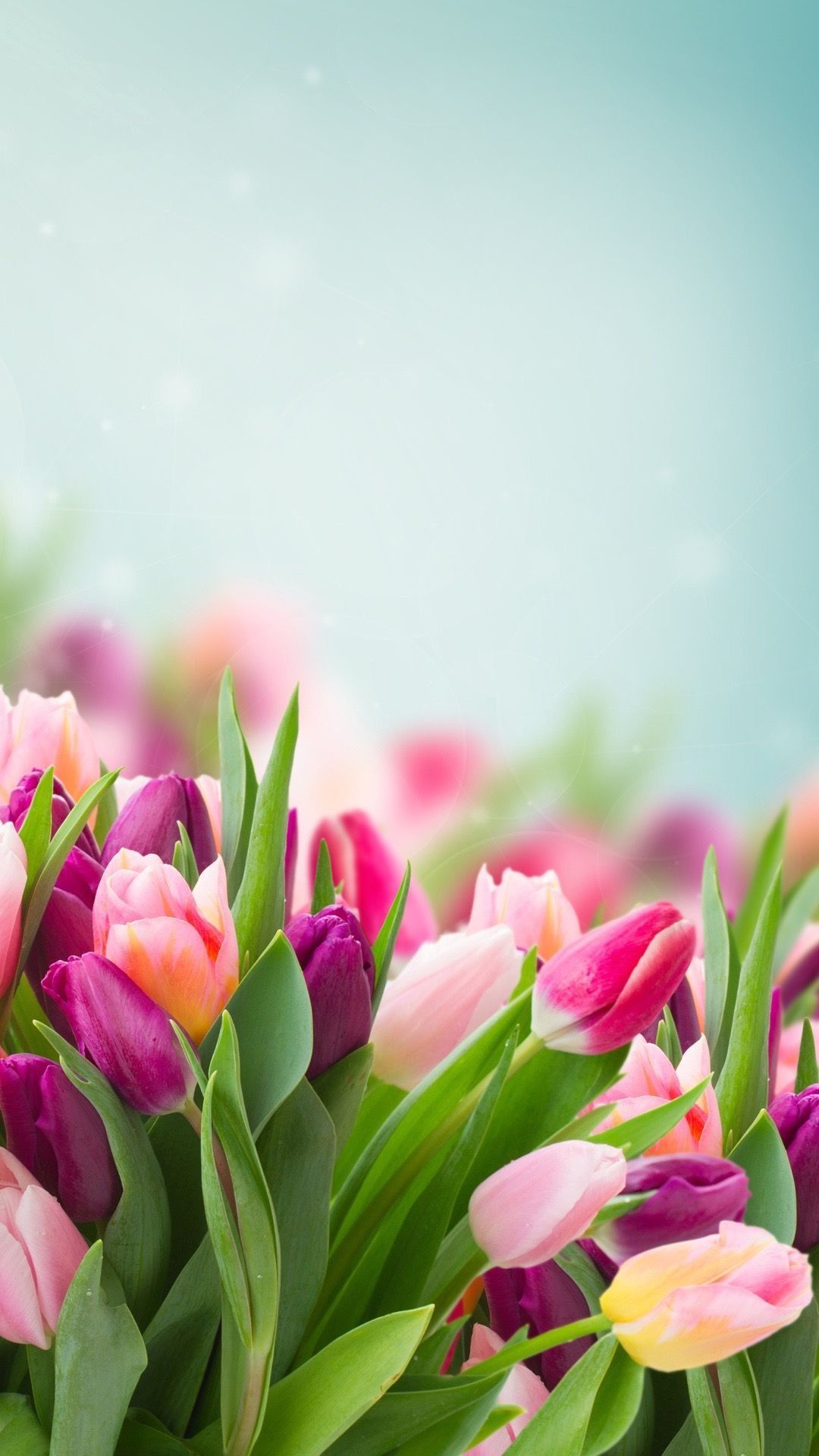 Tulips Flowers, Flowers Nature, Planting Flowers, Beautiful Flowers ...