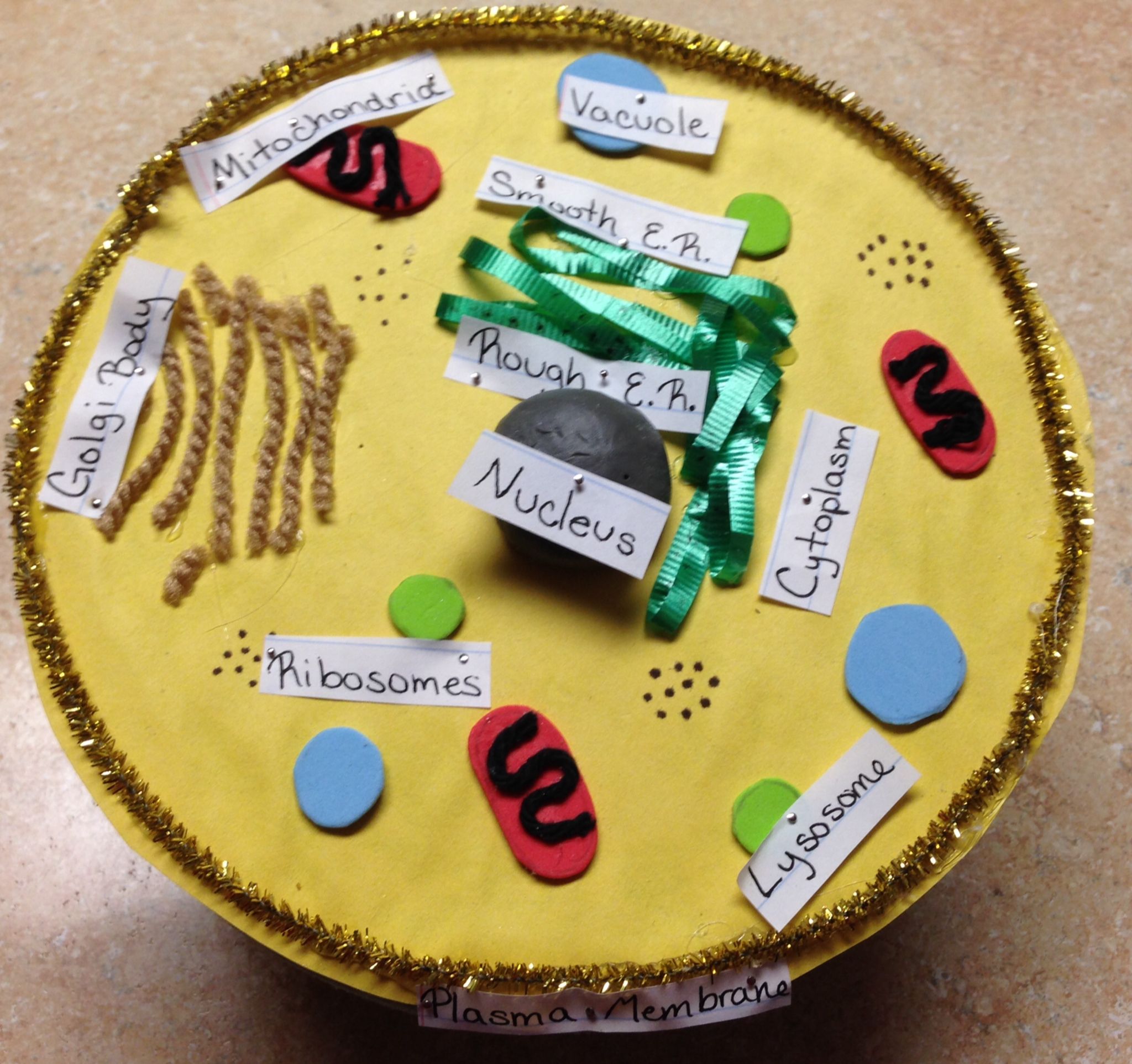 Plant Cell Model Plant Cell Plant Cell Model Plant Cell Project Models ...