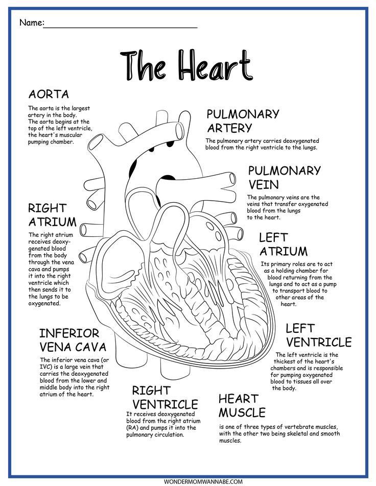 Free printable heart diagram for kids labeled and unlabeled – Artofit