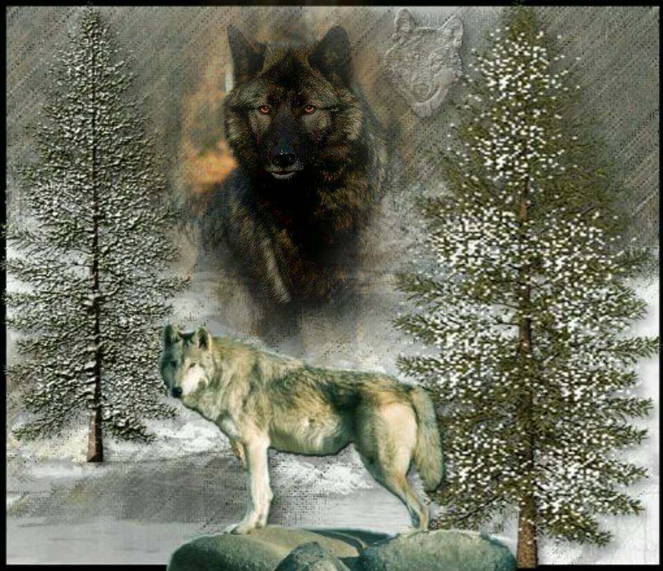 Pin by Frances Lucero on Wolves 2 | Wolf pictures, Animals, Wolf