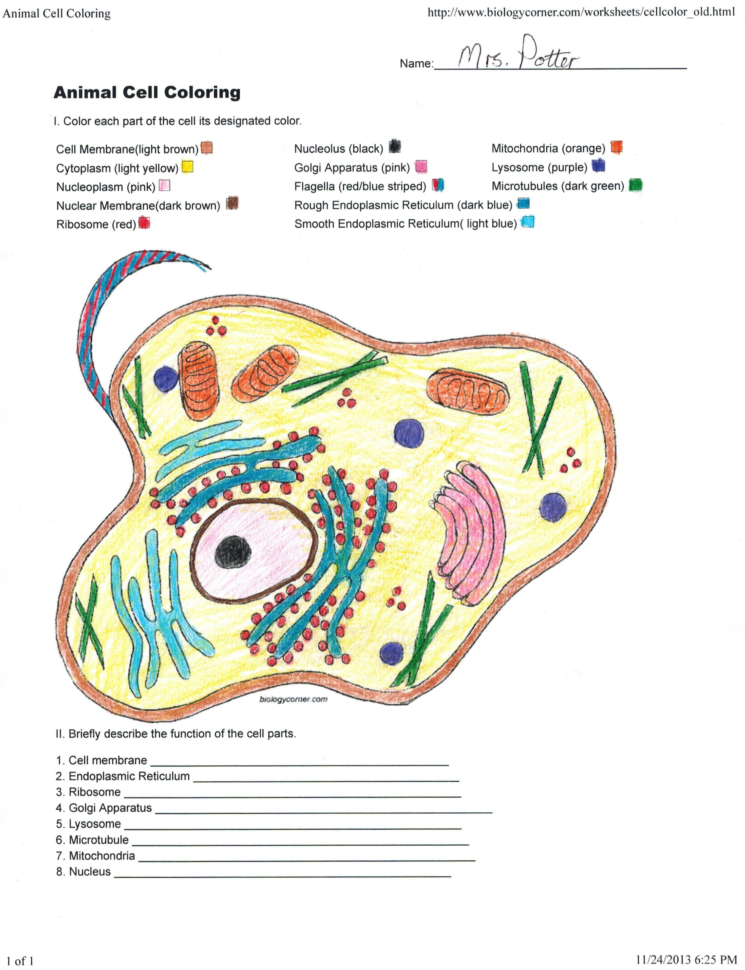 Animal Cell Coloring Sheet