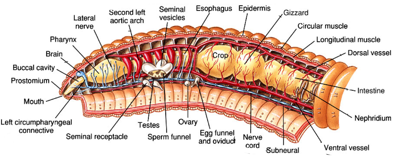 Earthworm Dissection Diagram