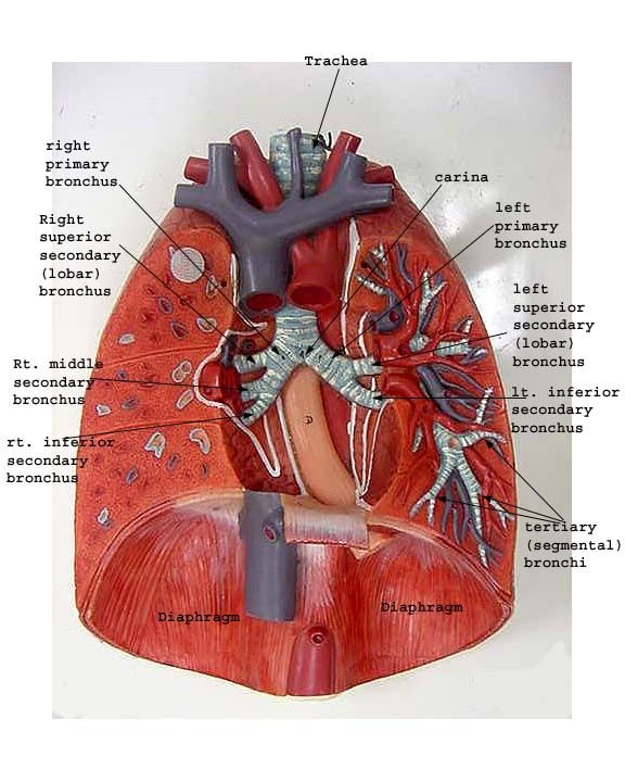 Circulatory system, Human anatomy and physiology, Basic anatomy and ...