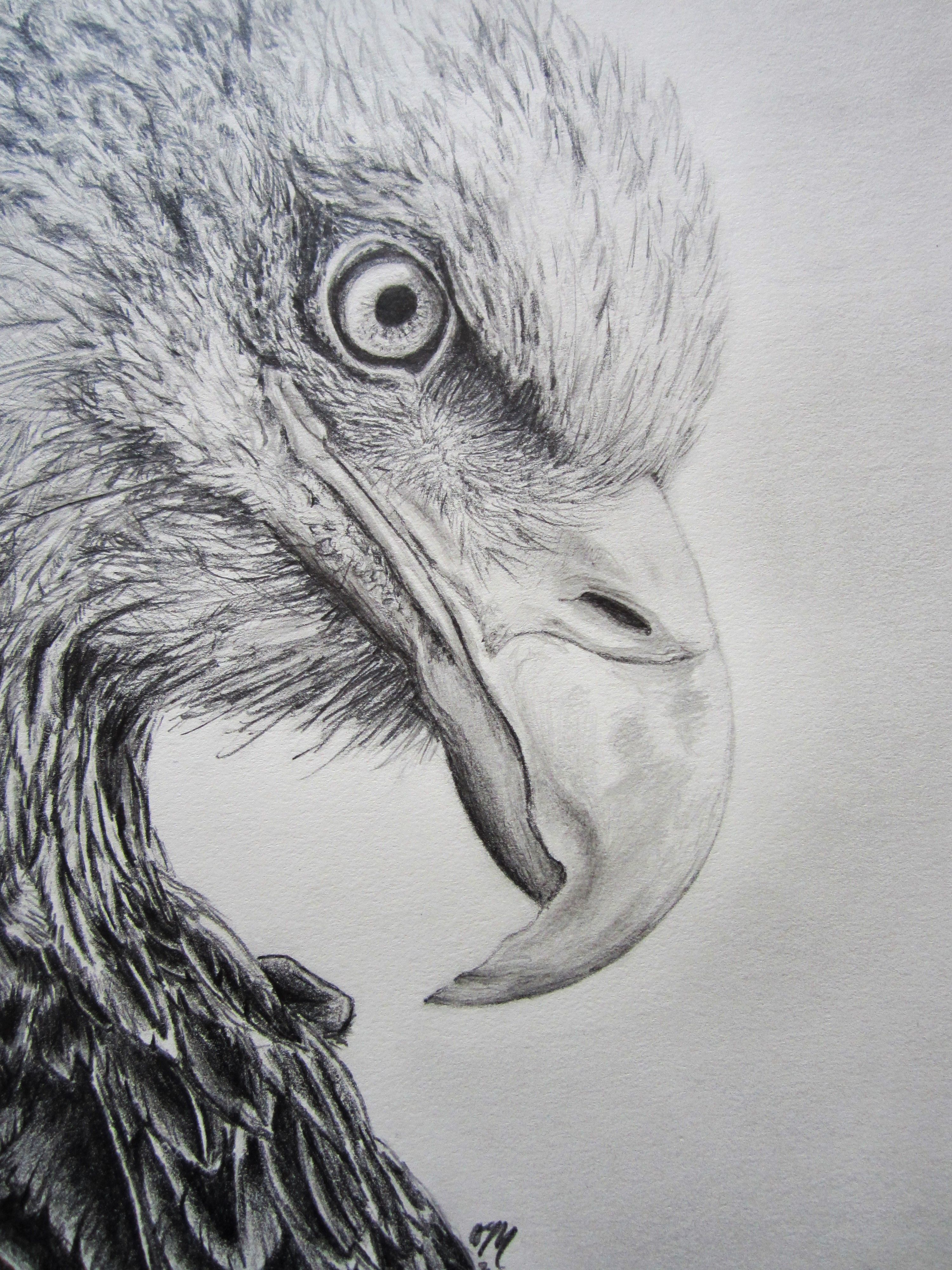 Eagle Pencil Drawing