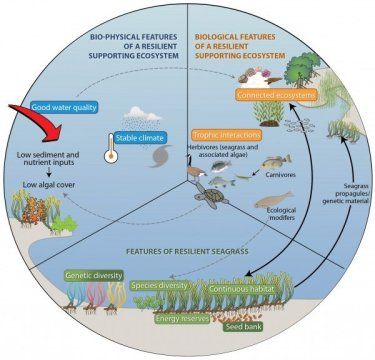 Protection of our marine life needs more than marine protected areas ...