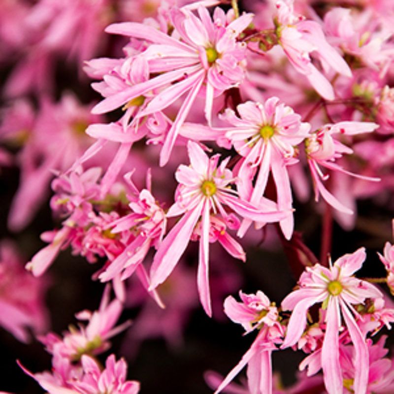 elfcropped | Shade loving perennials, Plants, Full shade ...