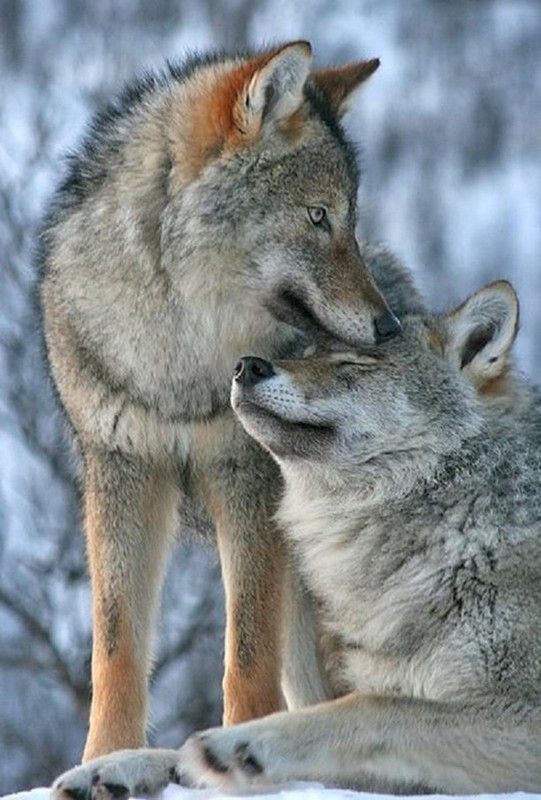 belle image de tendresse et de douceur Wolf Spirit, Spirit Animal, Wolf ...