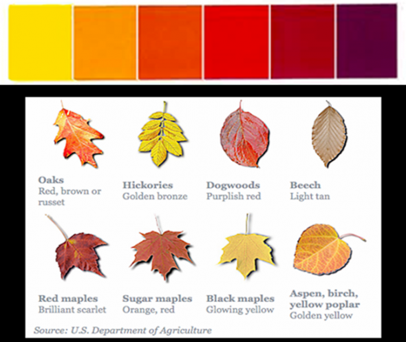 Autumn Leaf Color Chart