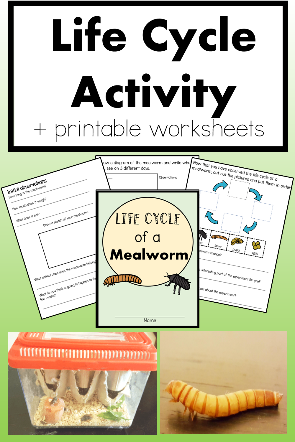 mealworm life cycle time