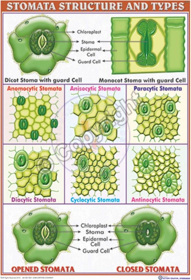 Victory Graphik | B-87 Stomata – Structure and Classification | Plant ...