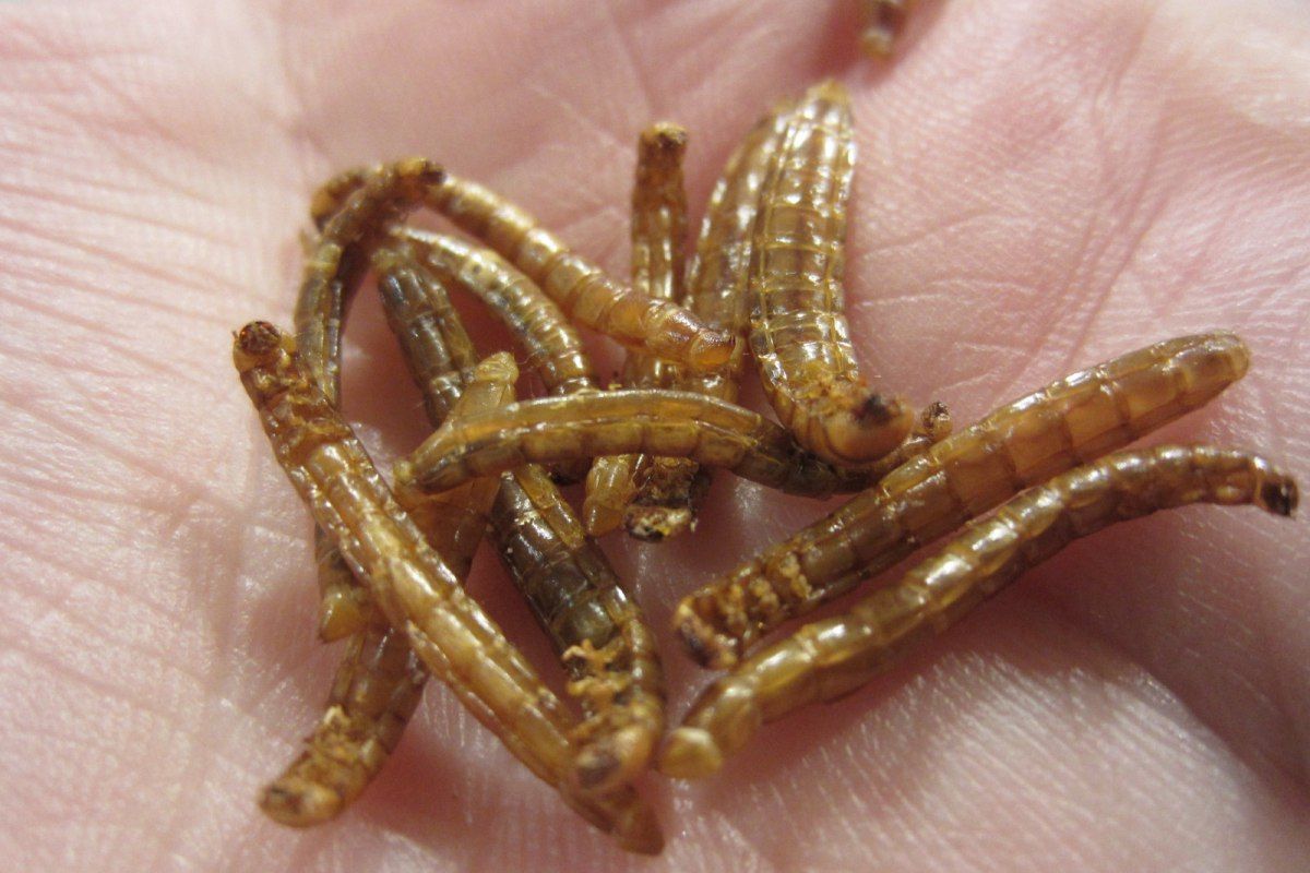 Eating mealworms for human consumption is an ancient practice and well ...