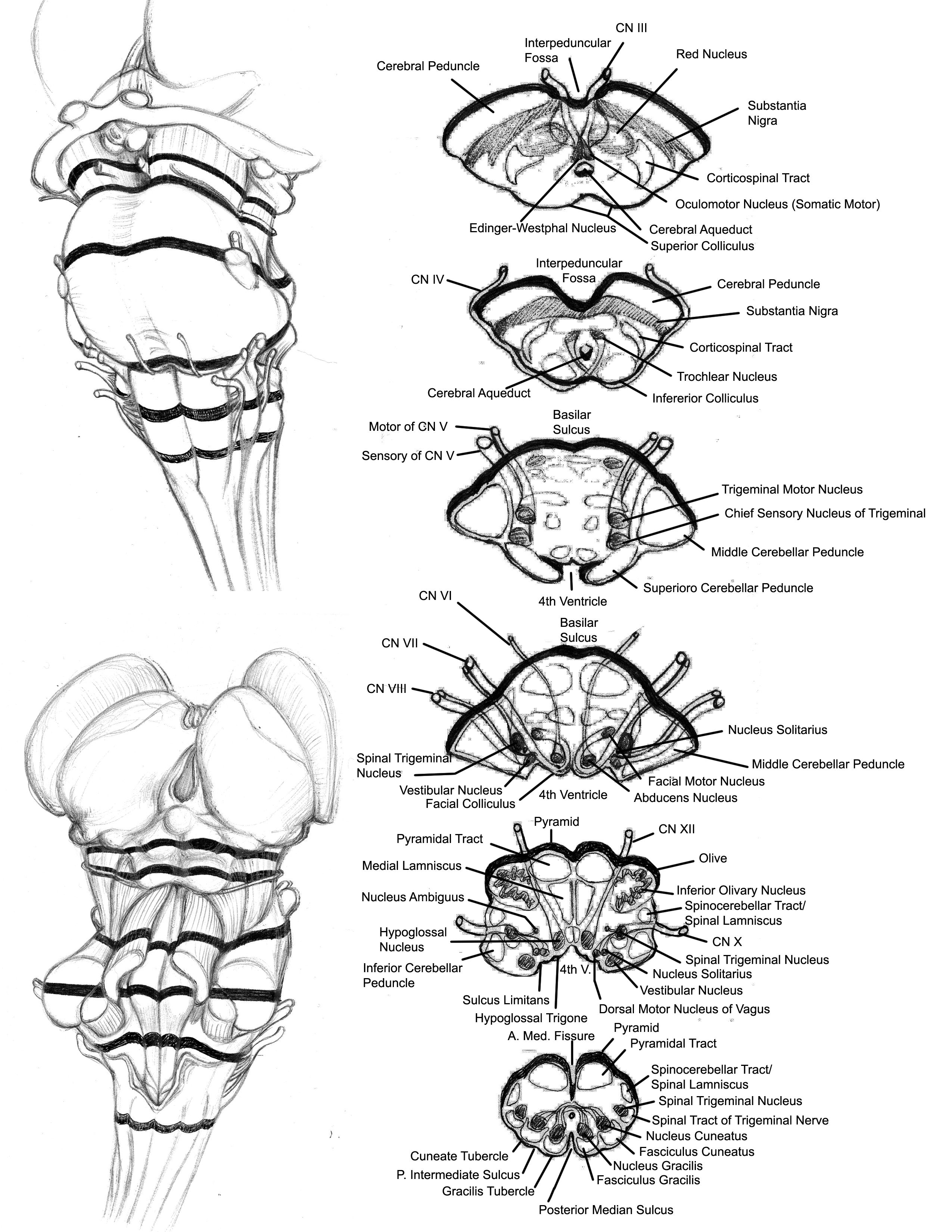 Carotid Artery, Brain Stem, Cranial Nerves, Anatomy Sketches, Study ...