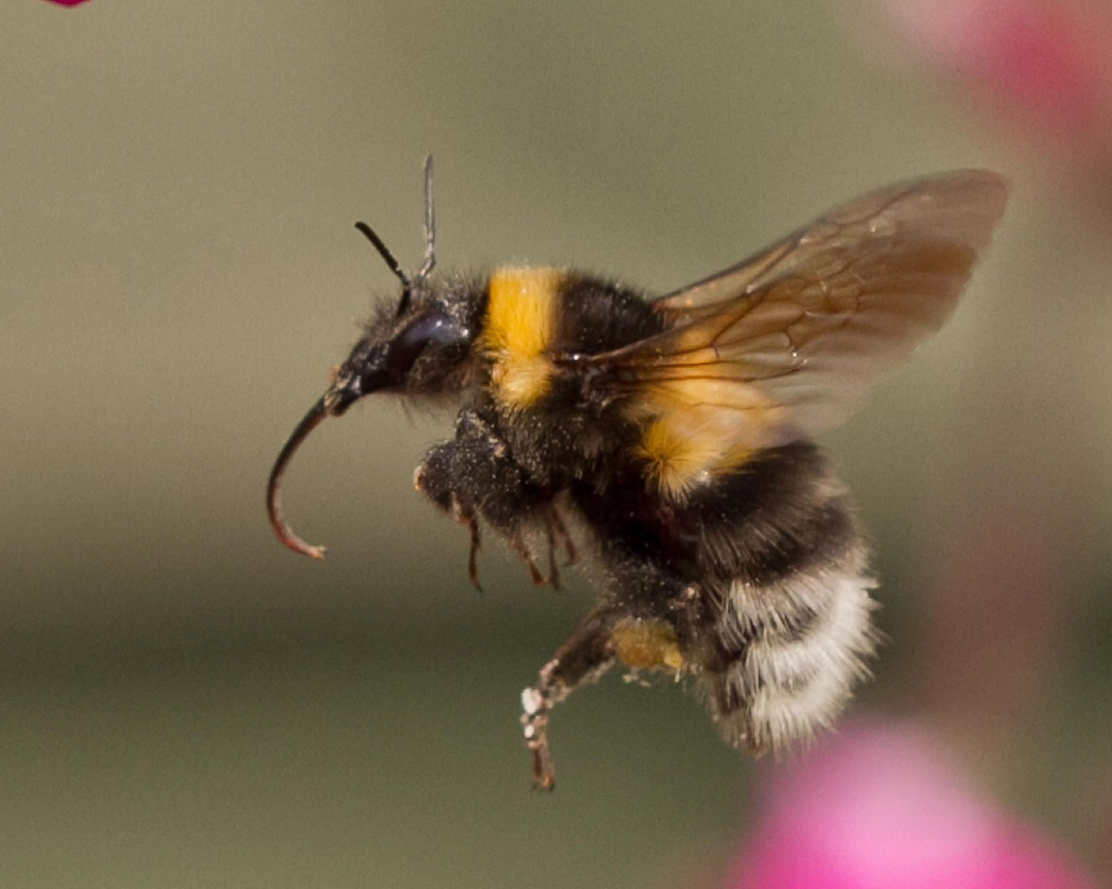 Bumble Bee Insect Flying