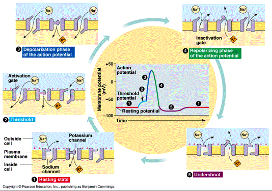 Action Potential Neuron