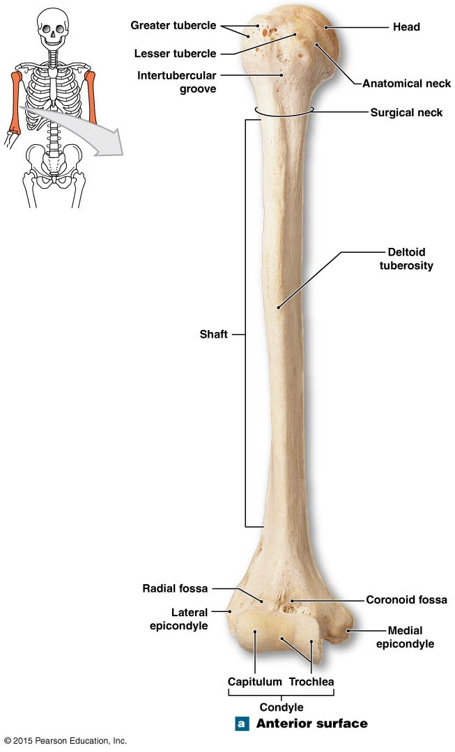 The right humerus. | Medical anatomy, Human anatomy and physiology ...