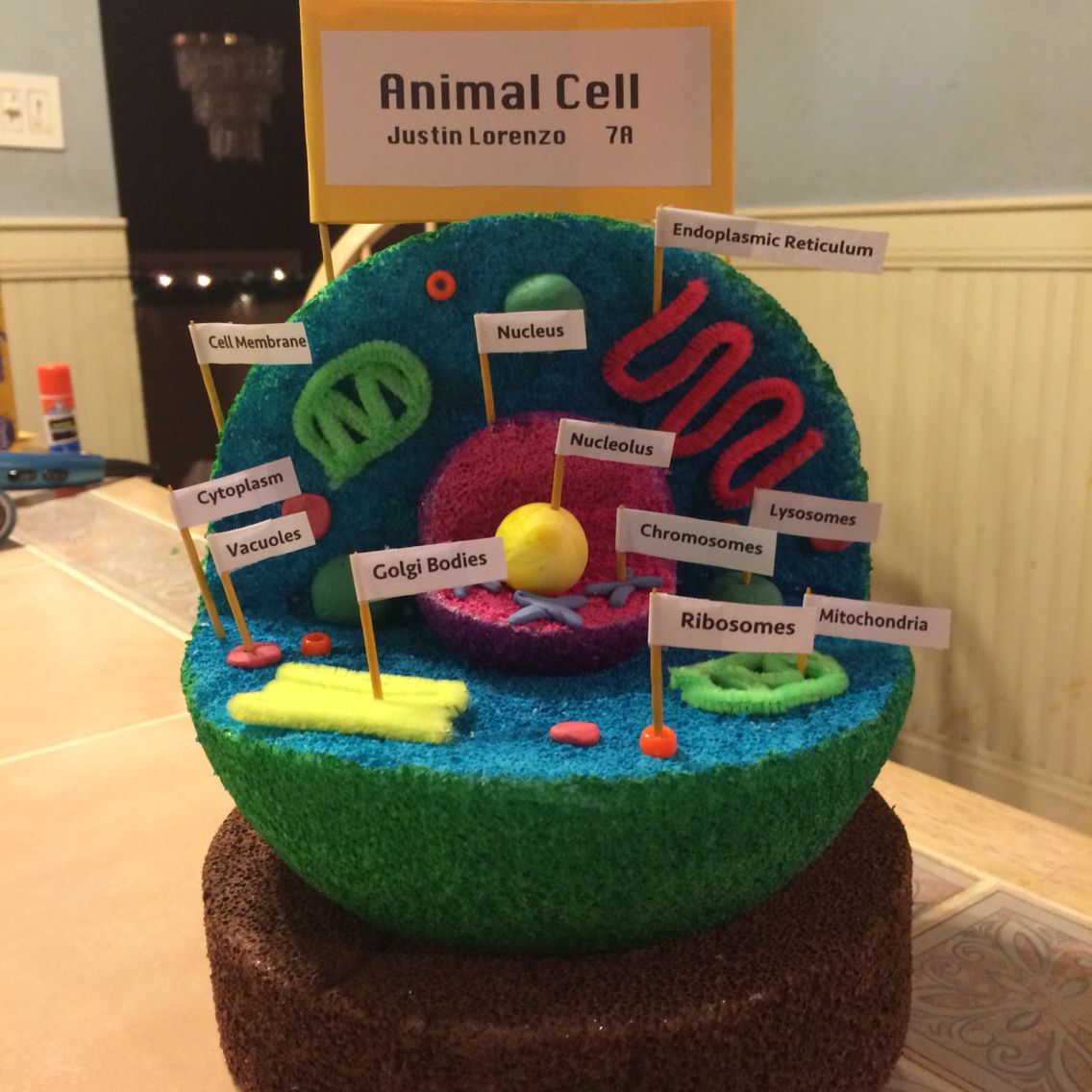 Animal Cell 3D Project Labeled - Photosynthesis And Respiration In ...