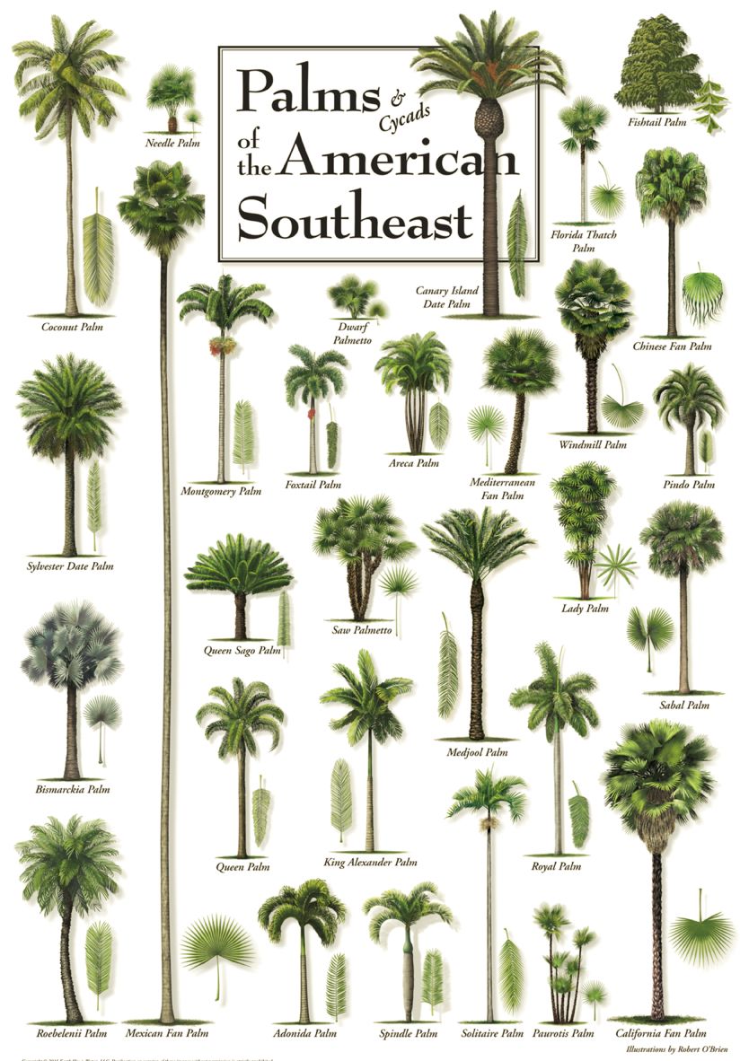 short palm trees types - Annett Dehart