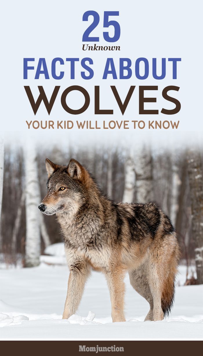 10 Interesting Facts About Wolf